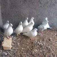 کبوتر پلاکی