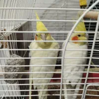 دوتا عروس هلندی نروماده