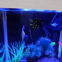 فروش فوری ماهی آنجل|ماهی|کرمان, |دیوار