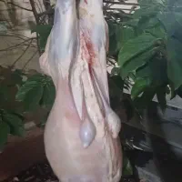 گوسفند زنده بره