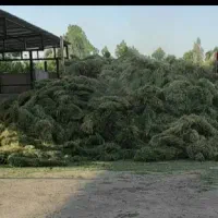 کاه یونجه بدون علف هرز