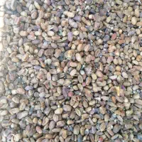 فروش کنگه تمیز