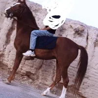 اسب مادیان دره شوری