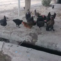 مرغ بومی|حیوانات مزرعه|کاشان, پامنار|دیوار