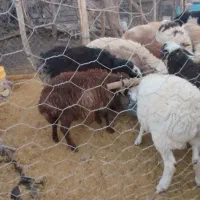 بره . نر .ماده|حیوانات مزرعه|رابر, |دیوار