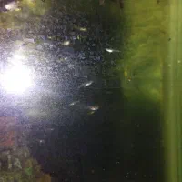 ماهی گوپی نژاد دار