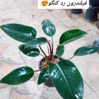بعلت جابه جایی مغازه گل با ۲۰٪ تخفیف