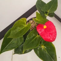 گل کلکسیونی نایاب