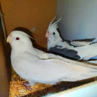 جفت مولد عروس هلندی آلبینو و آلبینو دوکت