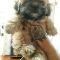 واگذاری ۳ توله پامر روباهی اصیل