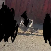 فروش ۲ عدد قوغاز ۹ ماهه