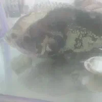 ماهی و آکواریوم|ماهی|اندیشه, شهرک کوثر|دیوار