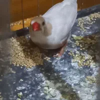 فنچ