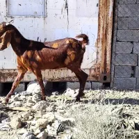 ساورین و بز پاکستانی اصیل|حیوانات مزرعه|سنندج, |دیوار