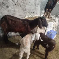 بز پاکستانی دو بر شیرا