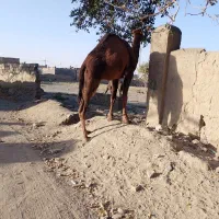 شتر نر سه ساله