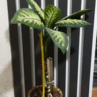 گل زیبا|کلکسیون و سرگرمی|شاهرود, |دیوار