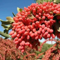 تولید نهال زرشک پفکی بیدانه