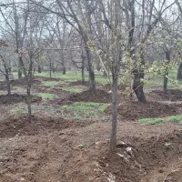 باغ|فروش دفتر صنعتی، کشاورزی، تجاری|کنگاور, |دیوار