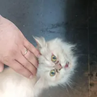 گربه پرشین ماده یک ساله آماده جفت گیری