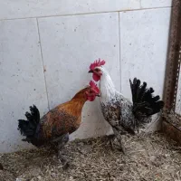 دو عدد خروس برایکل