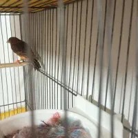 نر و ماده دارچینی درجه یک|پرنده|اصفهان, شفق|دیوار