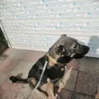 واگذاری یک قلاده سگ سراب نر