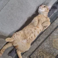 گربه گمشده|حیوانات|لنجان, |دیوار