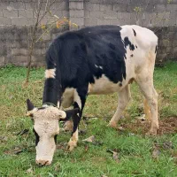 گاو شکم دار|حیوانات مزرعه|گوراب زرمیخ, |دیوار