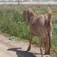 بز ابستن و هیکلی