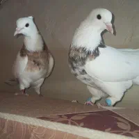 کبوتر طوقی وکله زرد|پرنده|بیرجند, |دیوار