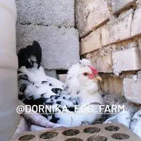 تخم نطفه دار گلین ریشی و چهل تاج|حیوانات مزرعه|بهبهان, |دیوار