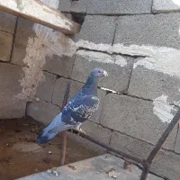 کرز کمیاب نر|پرنده|خرم‌آباد, |دیوار