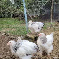 مرغ و خروس برهما لایت