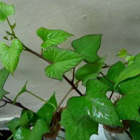 پیچک با گلدون