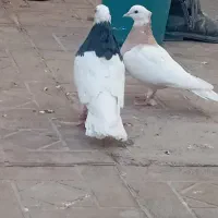 طوقی سبز|پرنده|بیرجند, |دیوار