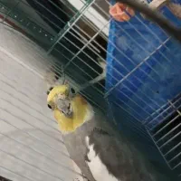 عروس هلندی|پرنده|فومن, |دیوار