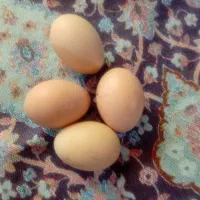 تخم. مرغ لاری