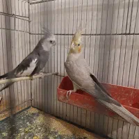 یک جفت عروس هلندی سخنگو