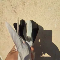 جوجه کبوتر ۱پری|پرنده|فردیس, شهرک ۱۱۰|دیوار