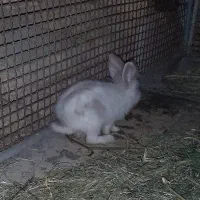 خرگوش