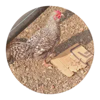 دوتا مرغ خروس