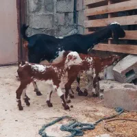 کهره  نقشی جمولی با بچه نر ماده