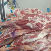 ران بره نرینه به قیمت تعاونی