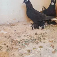 کبوتر قره آغ گویروخ|پرنده|سردرود, |دیوار