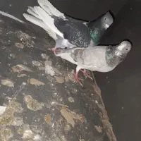 کبوتر|پرنده|دهگلان, |دیوار