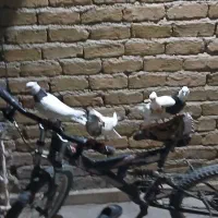 دو جفت طوقی سرحال