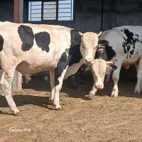 گوساله  نرگوشتی پرواری  سمینتال عرف بازار