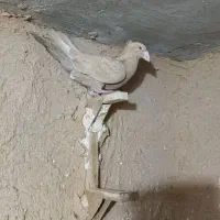 کفتر، کبوتر پلاکی