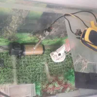 آکواریم|ماهی|کرمانشاه, |دیوار